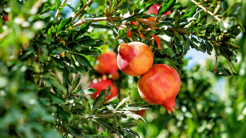 pomegranate 