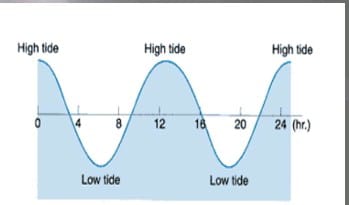 daily tidal cycle