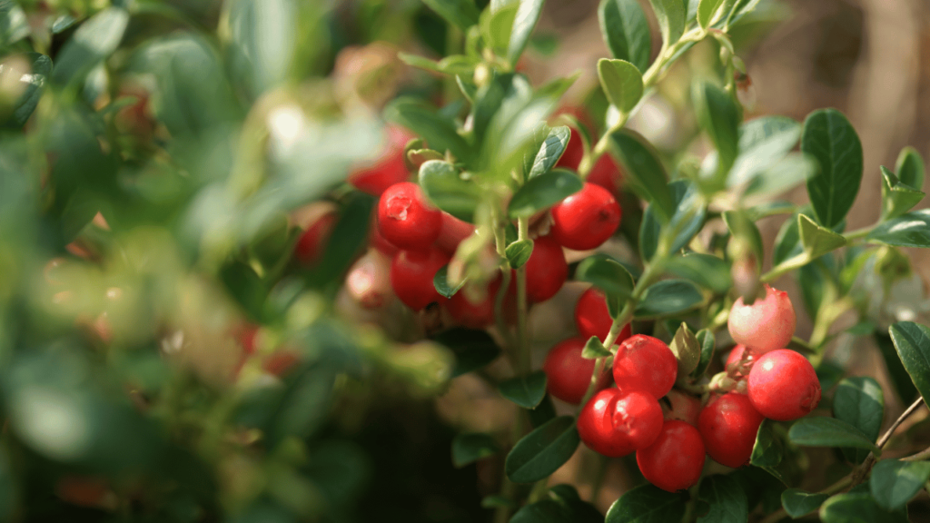 Cranberries grow on low-lying shrubs in wet and marshy areas called cranberry bogs. 