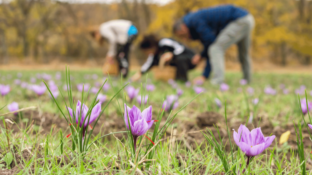 Saffron crocus bulbs, also called corms, are planted in well-drained soil during the summer or early autumn. They prefer a sunny location.