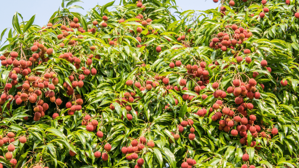 Fresh Lychee Fruit Tree