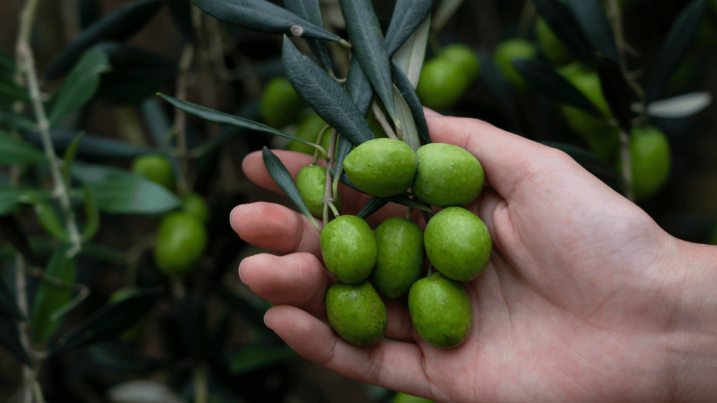 ripe Olive 