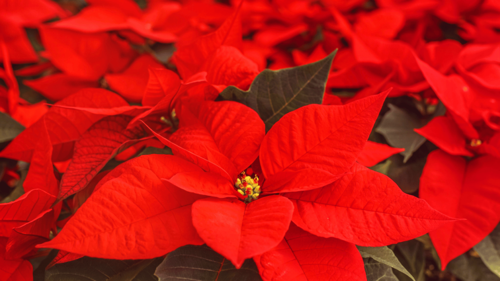 10 Flowers That Flourish in the Chilliest Months of the Year
Poinsettia