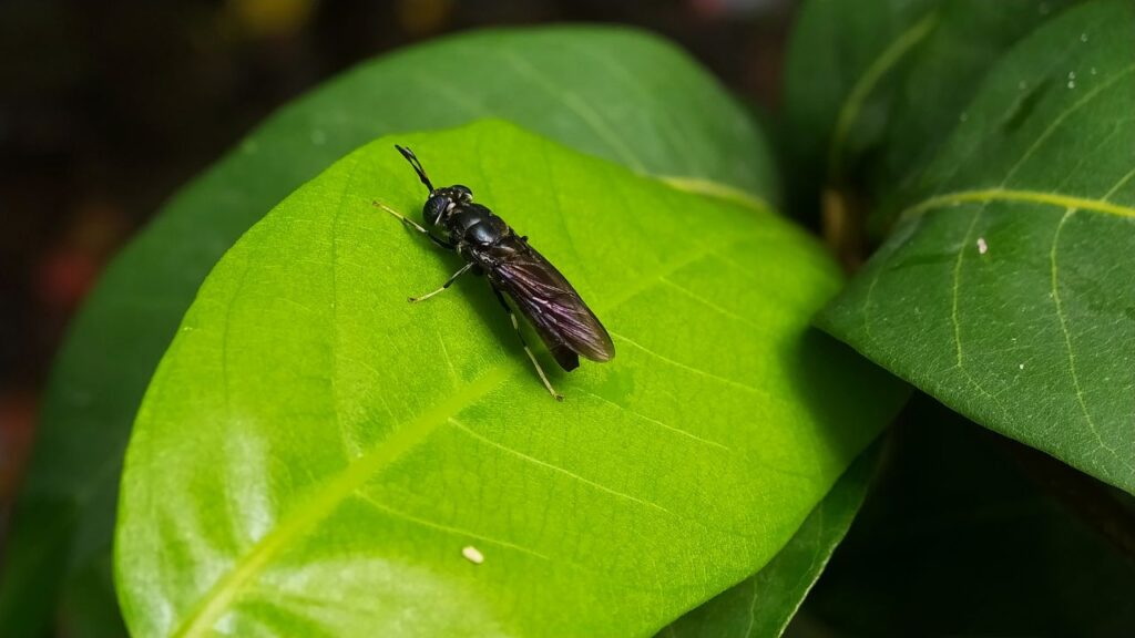 Nutrition Technologies with Organic fertilizers: Revolutionizing Agriculture with Black Soldier Flies