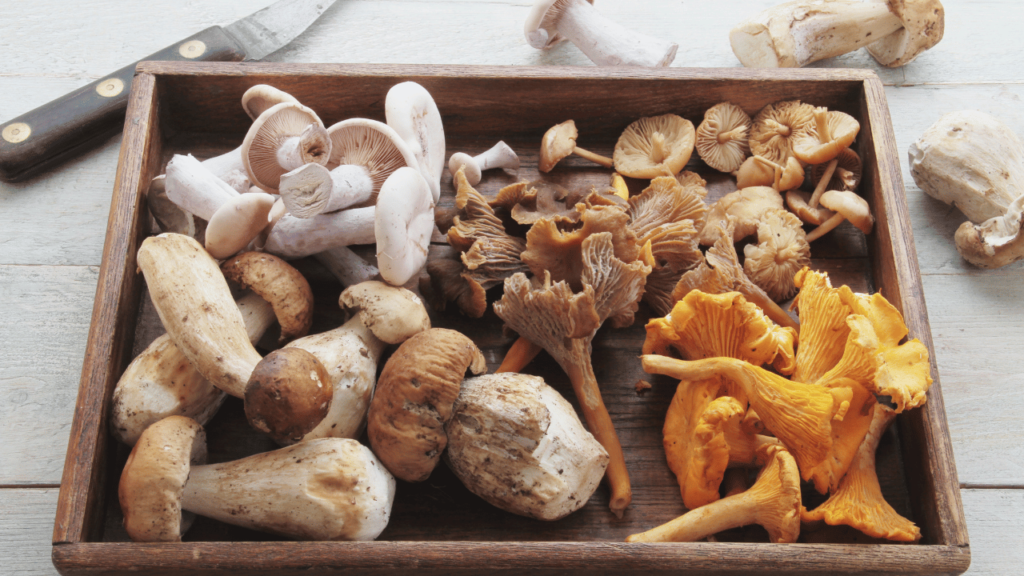 Winter Harvest: Unlocking the Flavorful World of Winter Mushrooms of 2023