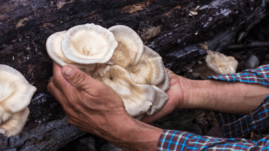 Oyster mushrooms 