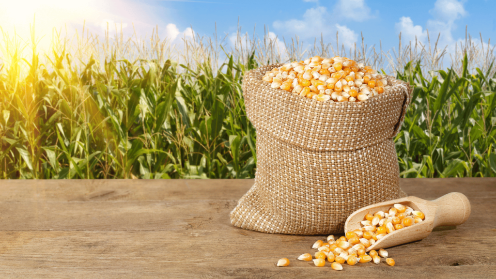 Cultivation Of Maize In Different Countries