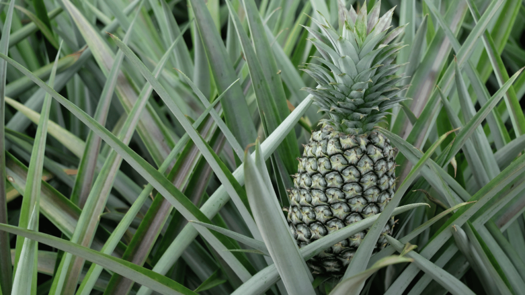 Unripe Pineapple 