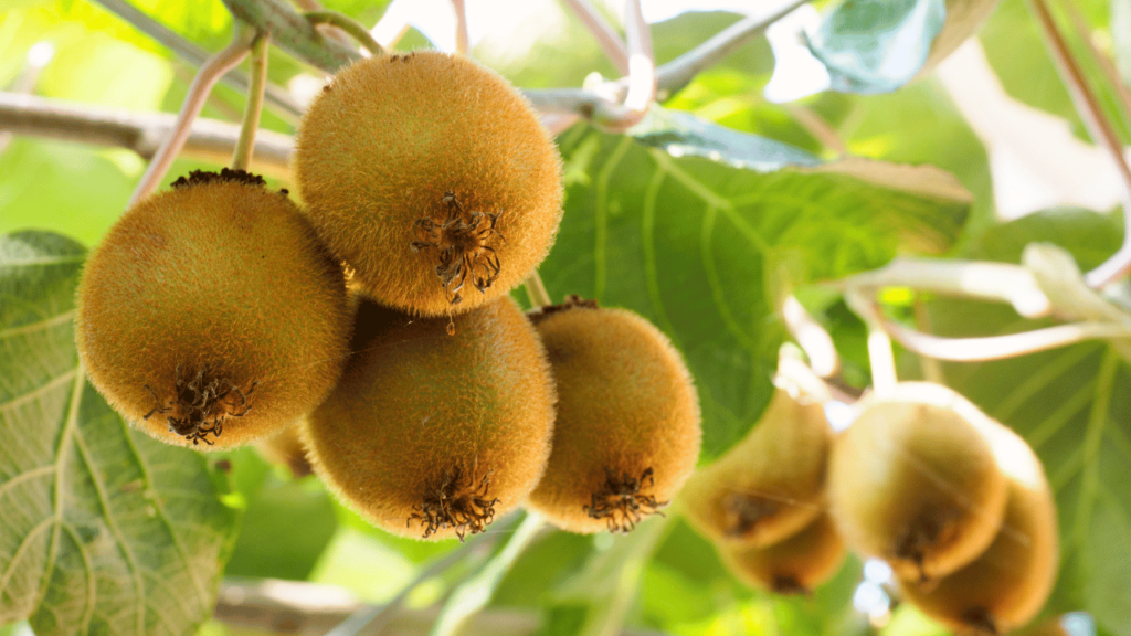 Kiwi Fruit on Kiwi Tree