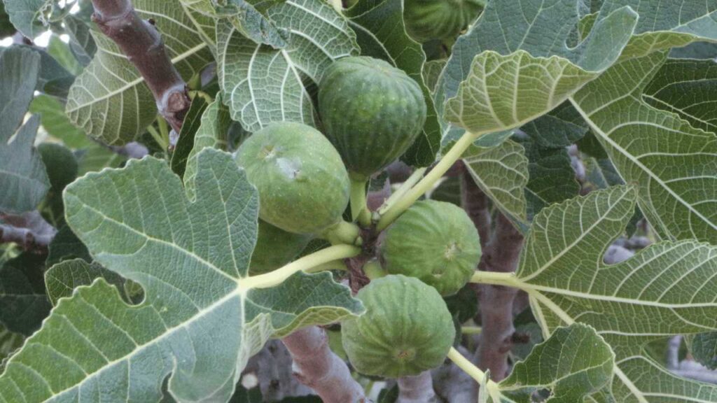 How Fig Fruit Grow?