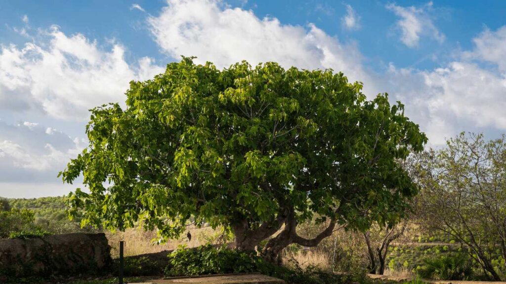 Fig Fruit Tree