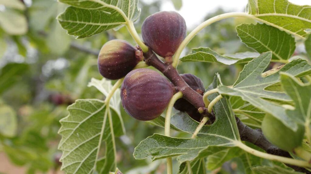 How Fig Fruit Grow?