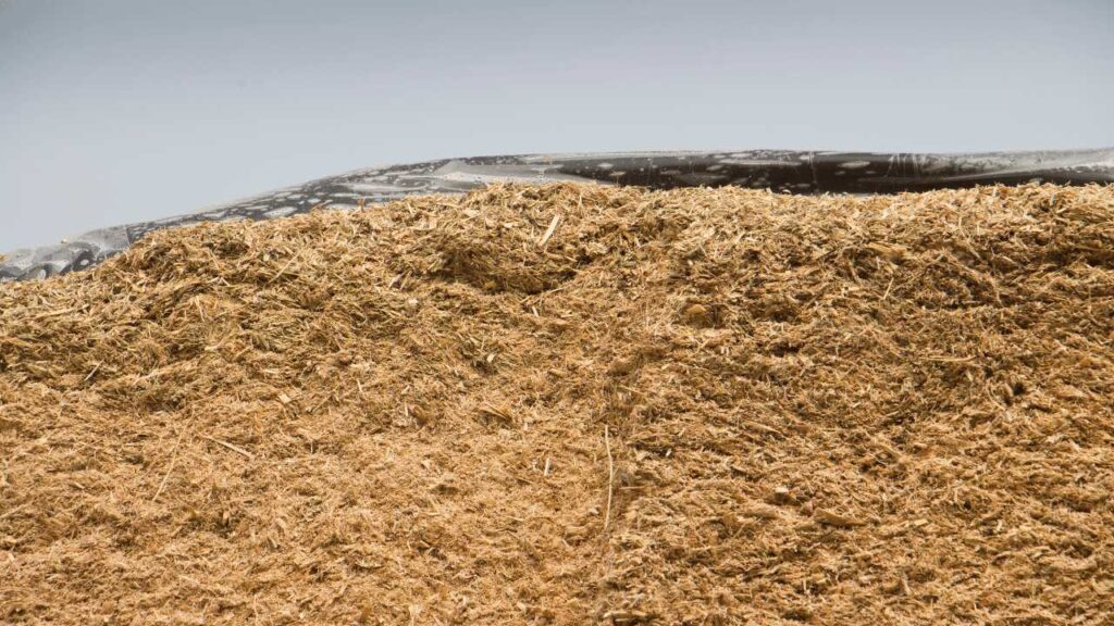 Maize Silage