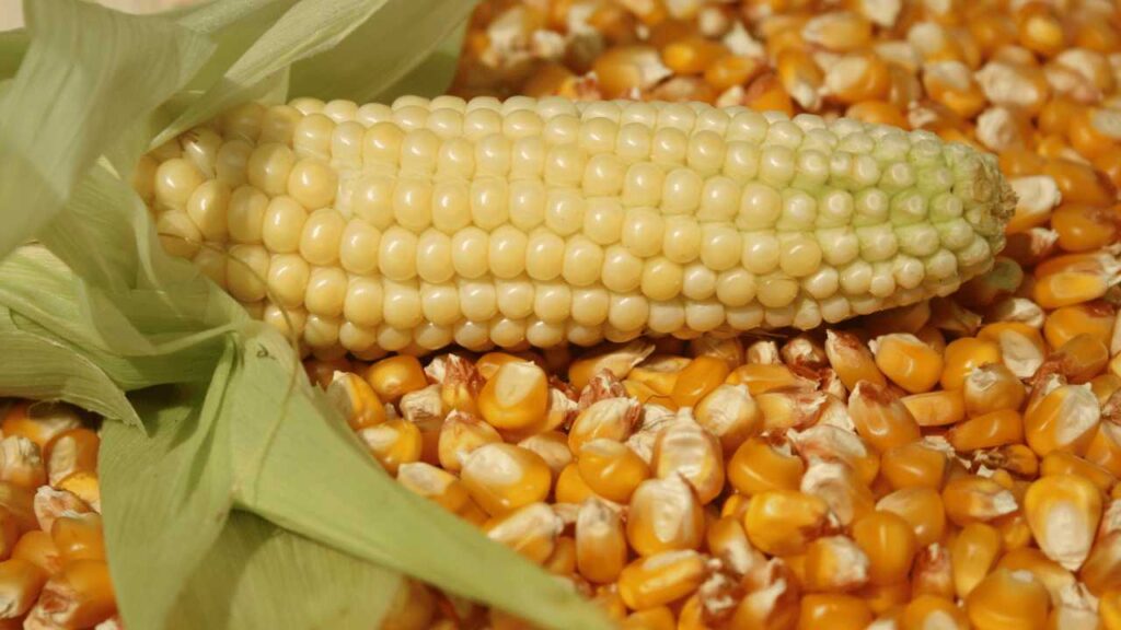 History of Maize

