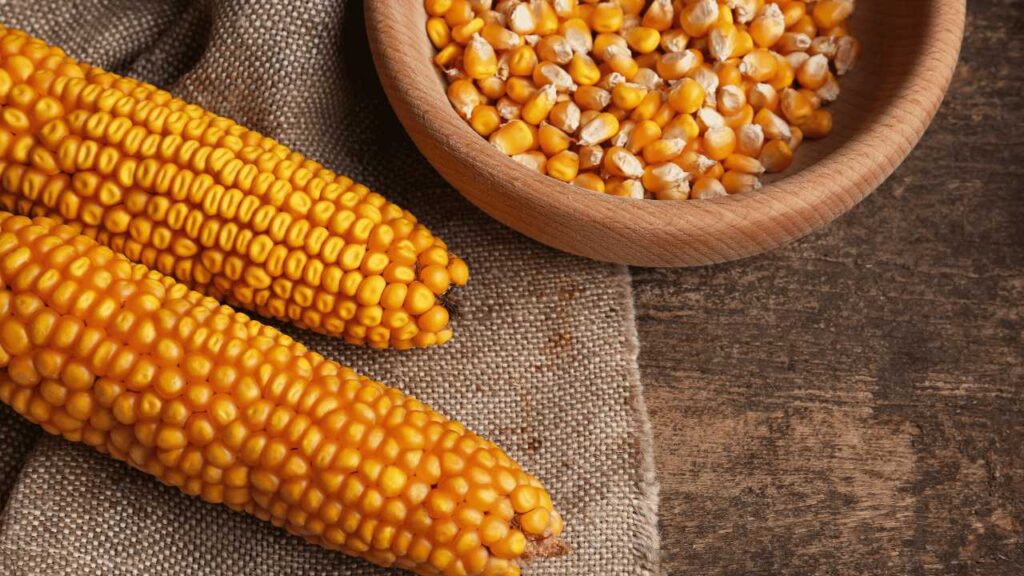 What is Maize?
