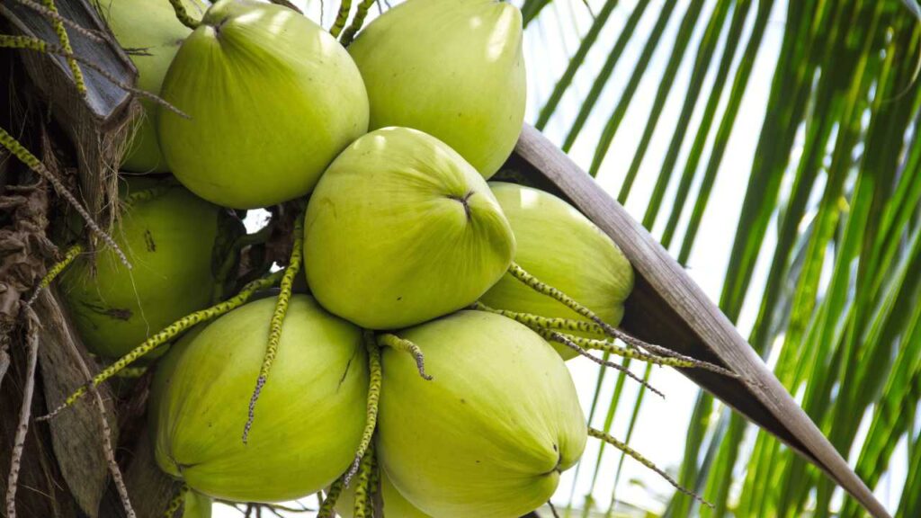 Unripe Coconut