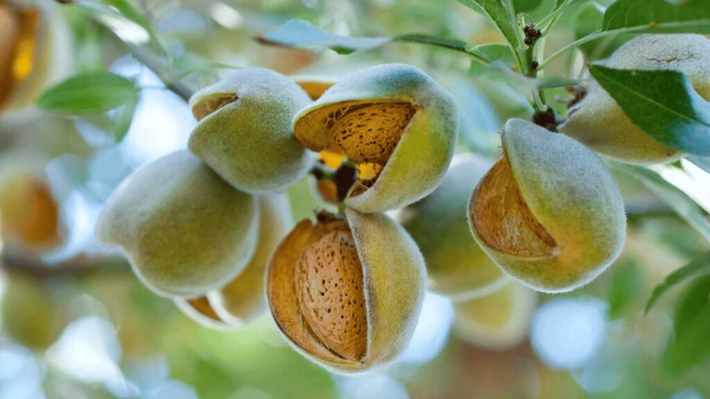 Unripe Almonds