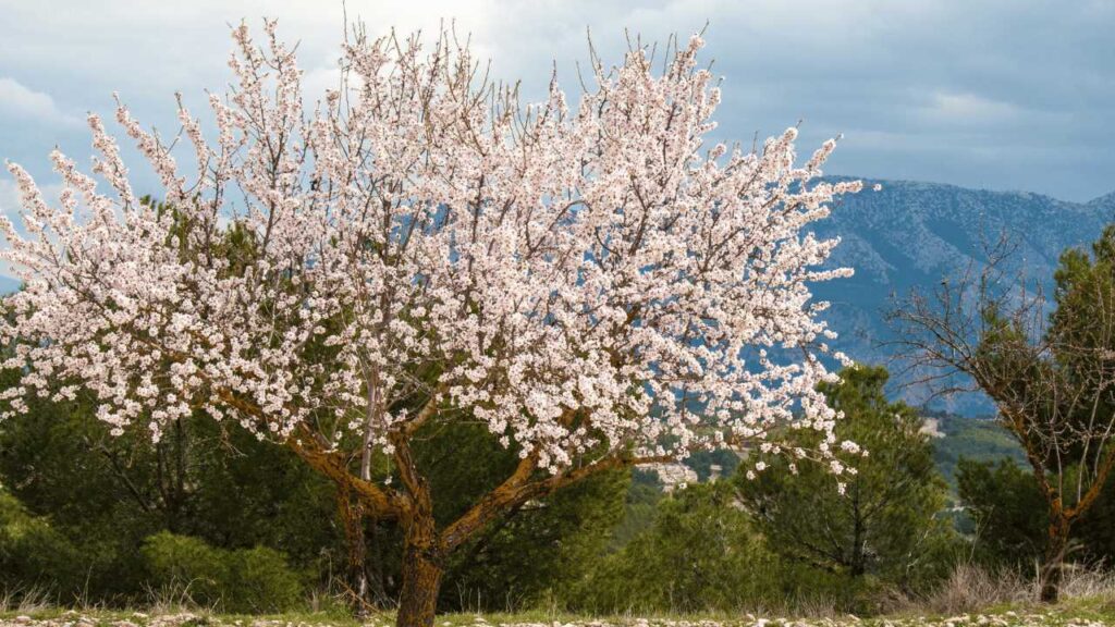 Almonds Tree