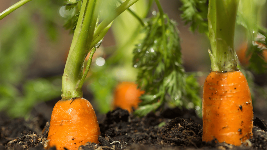 Carrots Under The Soil